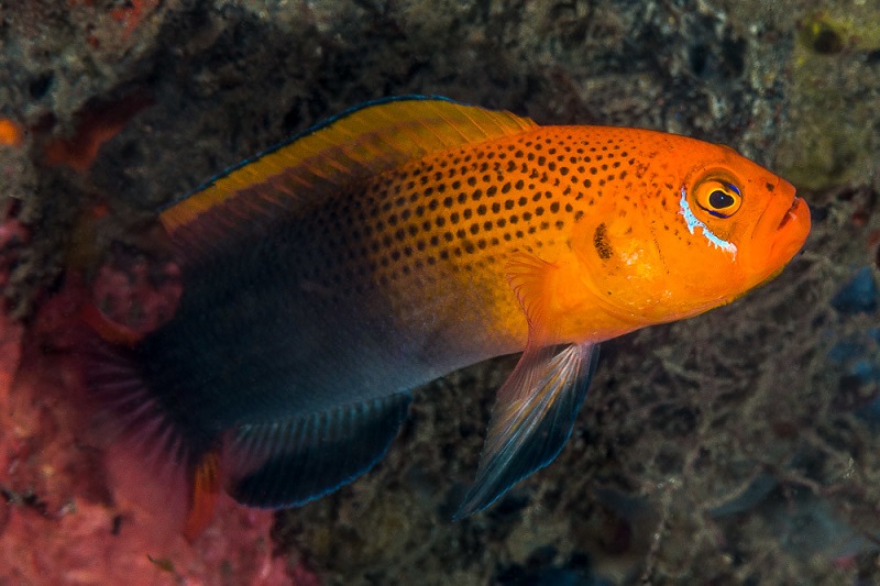 Pseudochromis steenei - Steene´s Zwerbgarsch