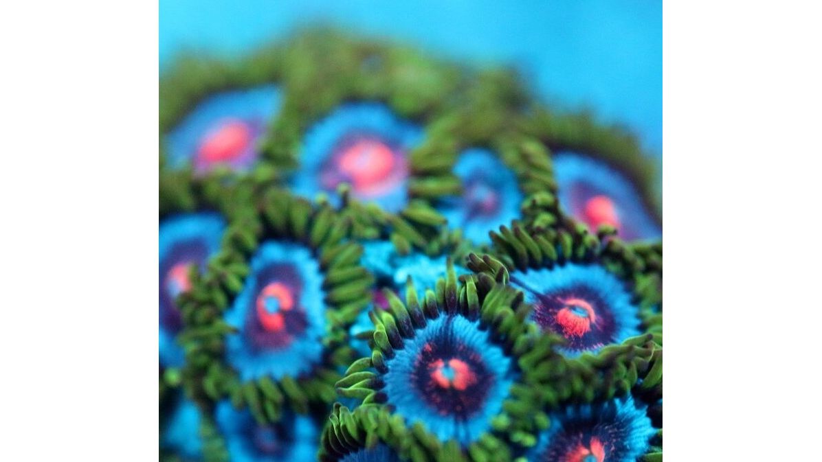 Zoanthus Blue Kisses Blue Pinwheels blau pink 1-2 Polypen