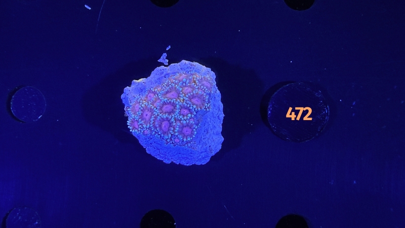 Goniopora sp. - 0472