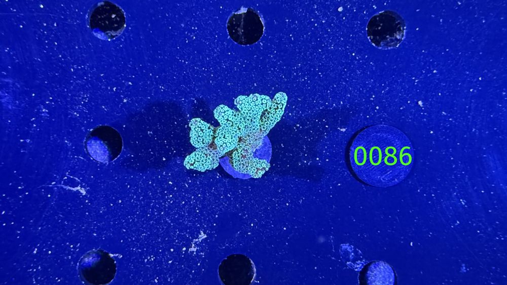 Seriatopora caliendrum - Nadelkoralle "grün" PPNZ 0086