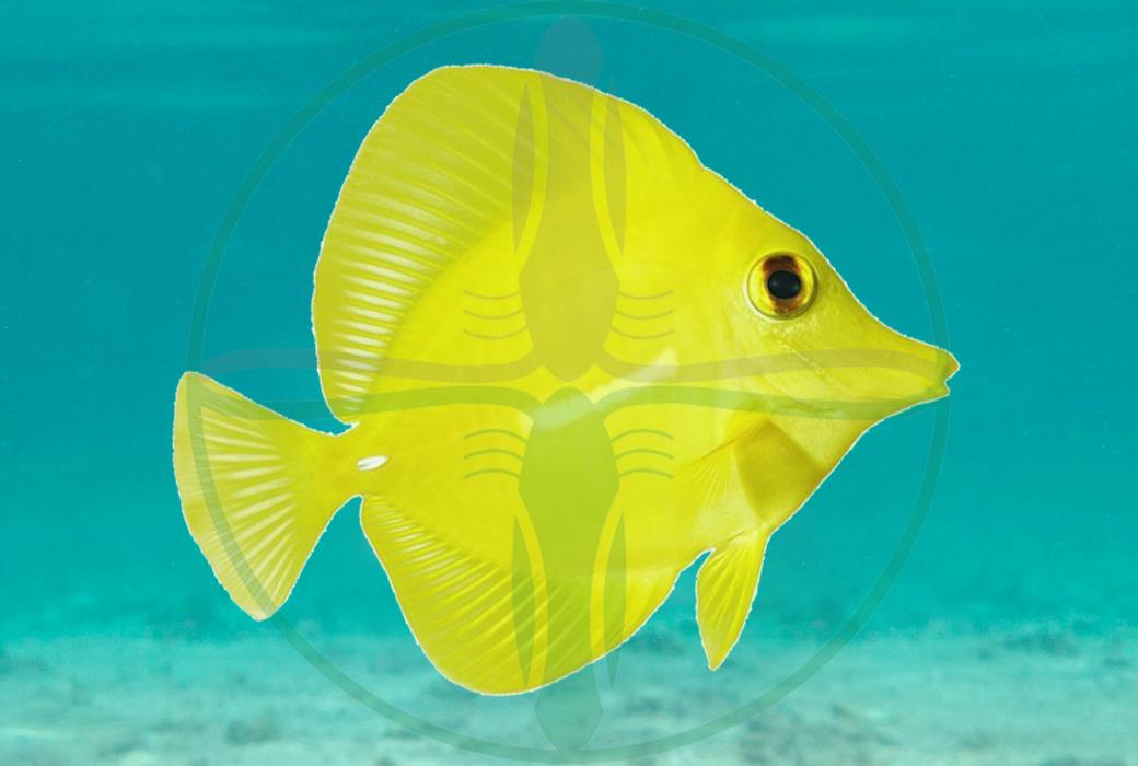 Zebrasoma flavescens - Gelber Hawaii Doktorfisch NACHZUCHT