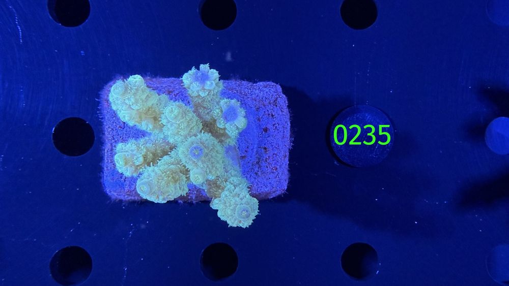 Acropora sp. WYSIWYG 0235