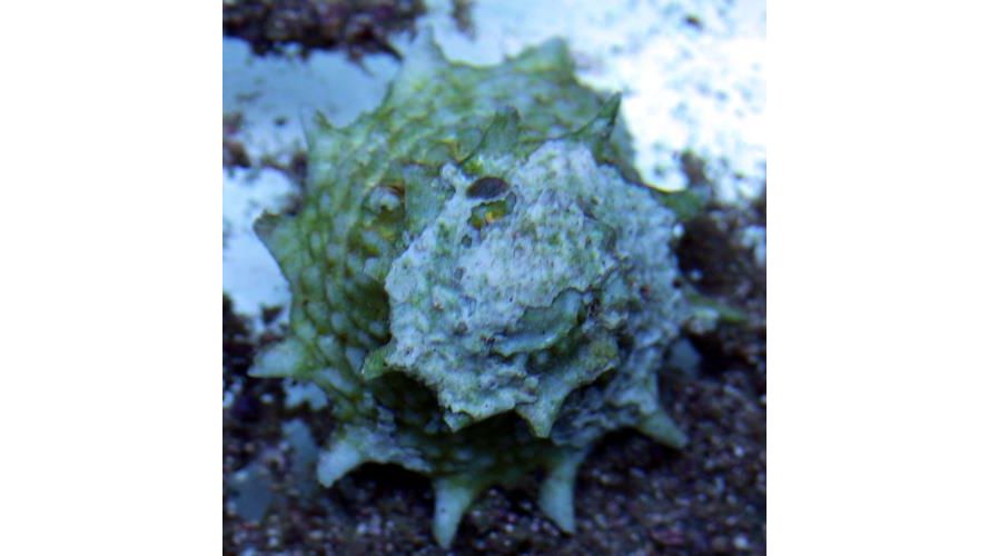 Lithopoma phoebium - Karibische Stachelschnecke