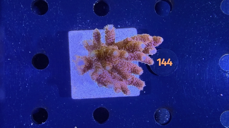 Acropora hyacinthus WYSIWYG 0144