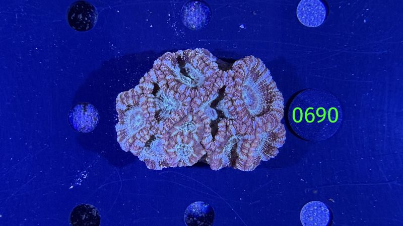 Acanthastrea sp. WYSIWYG 0690