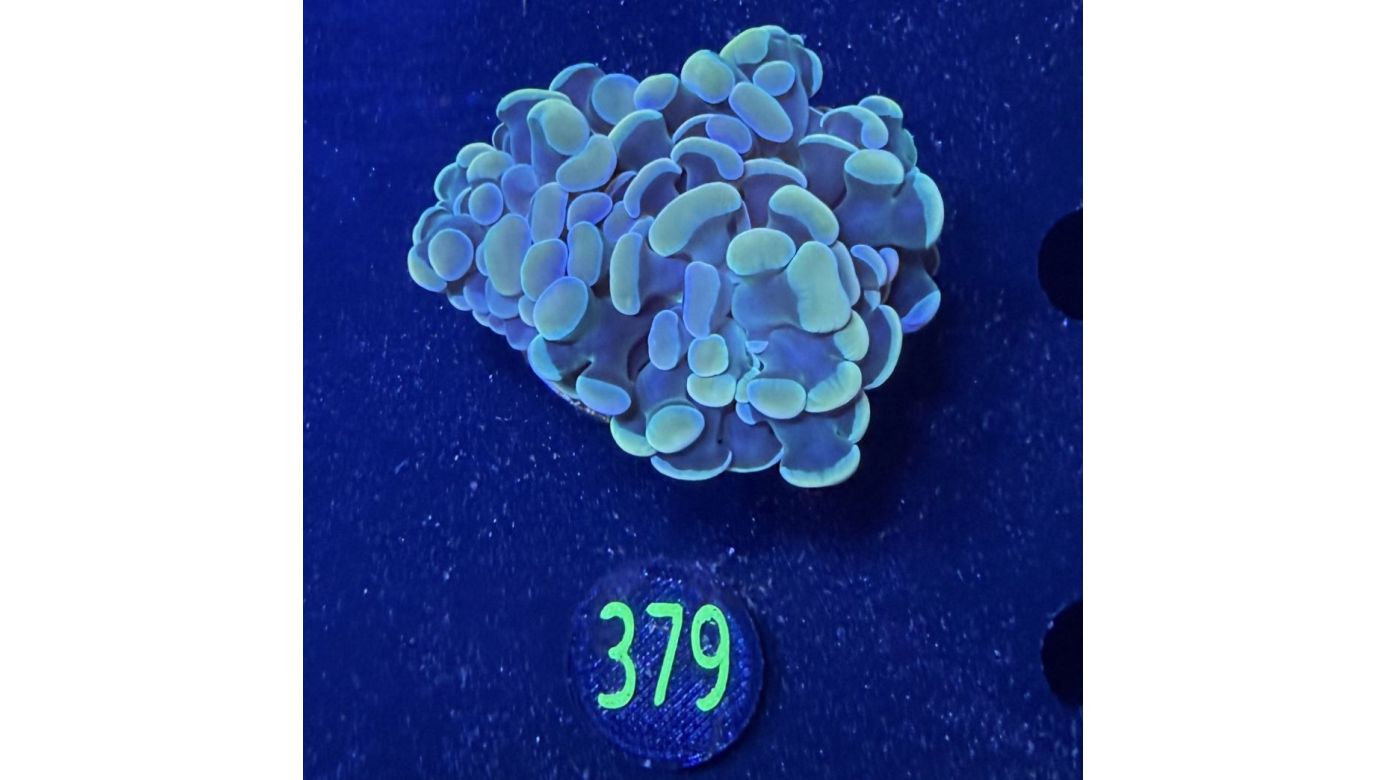 Euphyllia paraancora 2 Kopf "multicolor" 0379