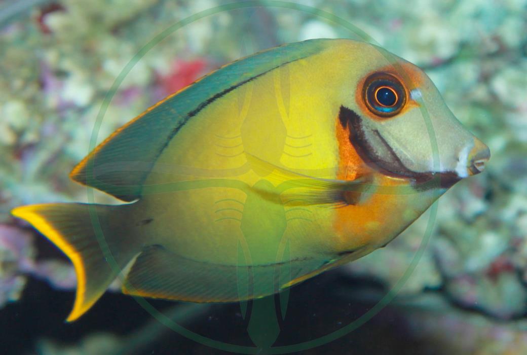Acanthurus pyroferus - Schokoladen Doktorfisch
