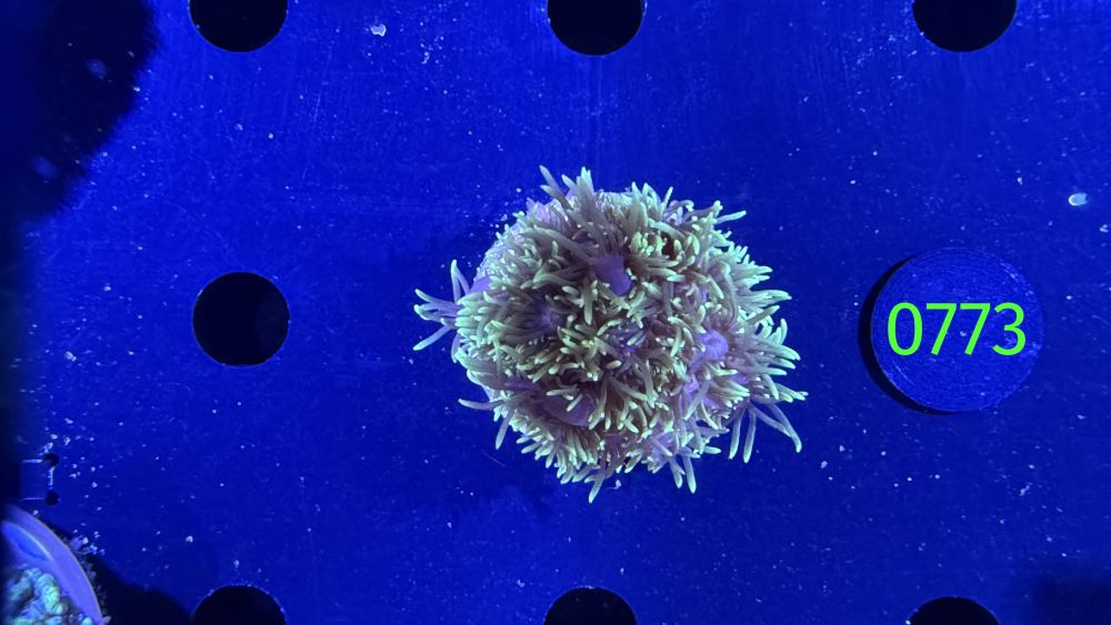 Goniopora sp. WYSIWYG 0773