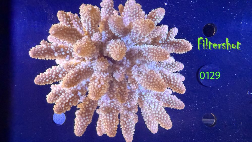 Acropora humilis FIJI WYSIWYG 0129