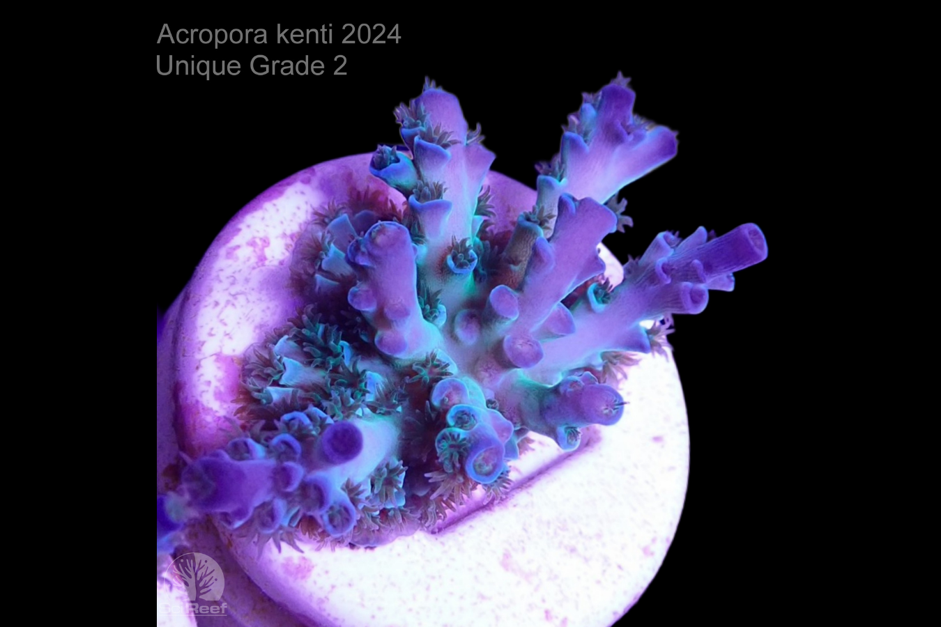 SciReef Acropora kenti Unique Grade 2 0299