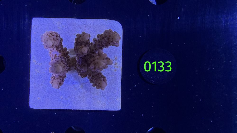 Acropora sp. WYSIWYG 0133