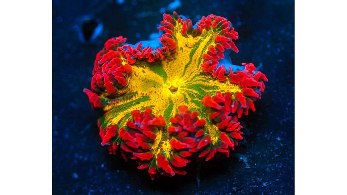 Phymanthus crucifer - Perlenanemone Multicolor Ultra