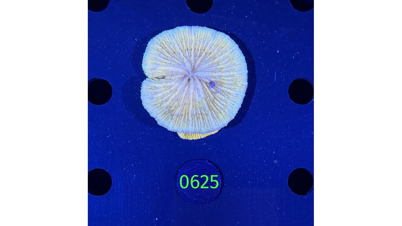 Fungia sp. WYSIWYG 0625