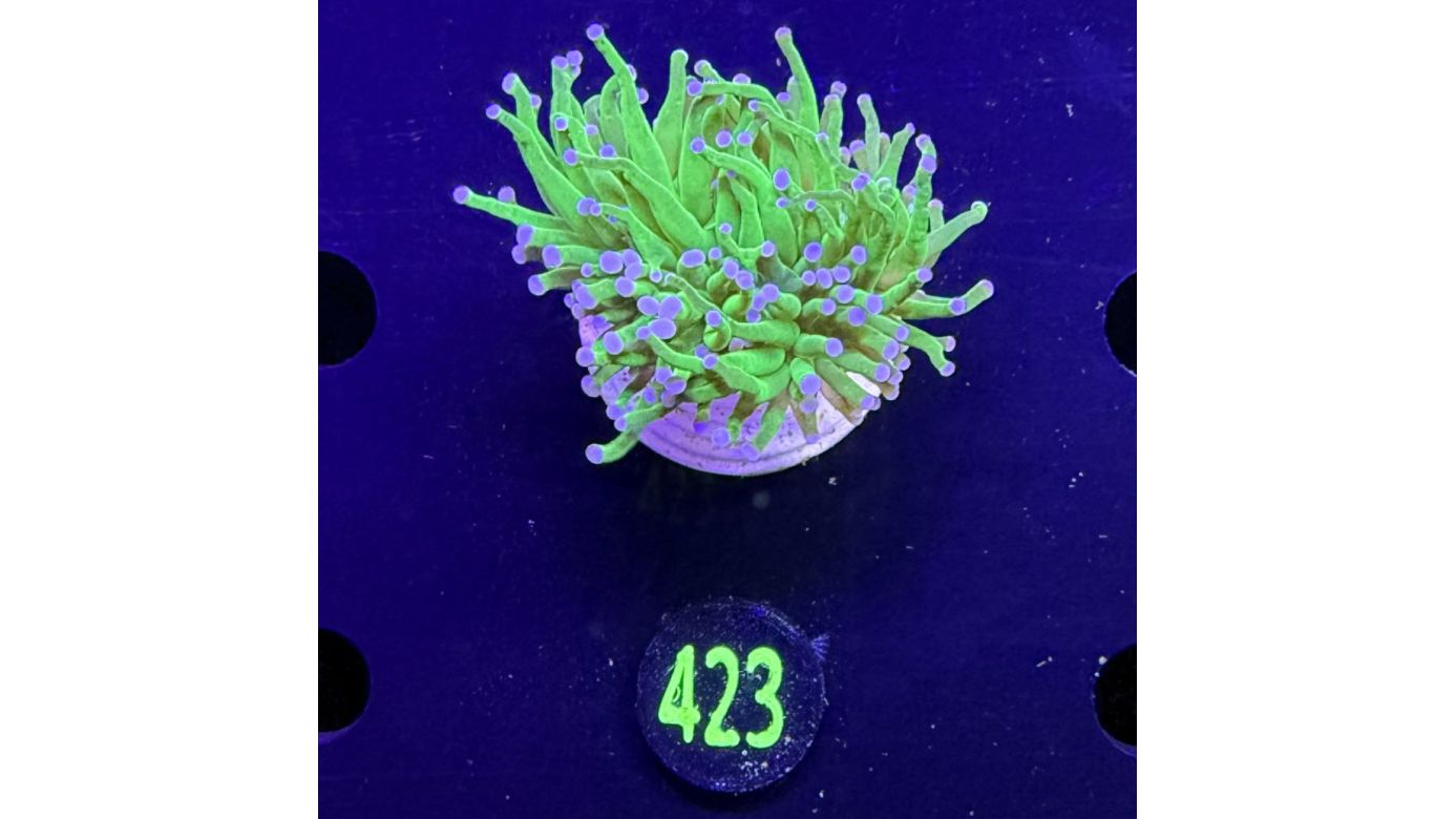Euphyllia glabrescens - Fackelkoralle Torch "Toxic green" 0423
