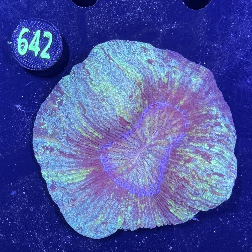 Trachyphyllia geoffroyi WYSIWYG 0642