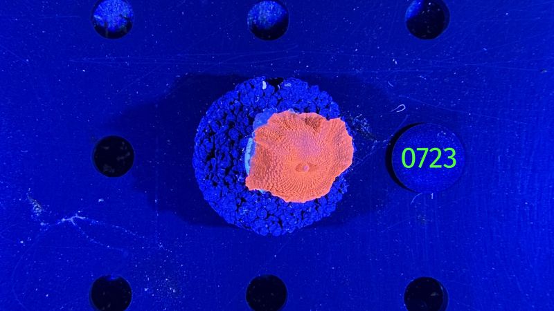 Discosoma sp. WYSIWYG 0723