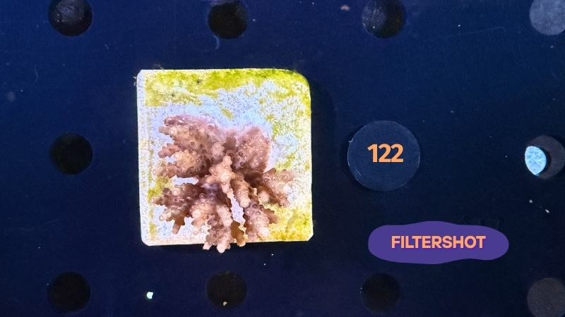 Acropora sp. WYSIWYG 0122