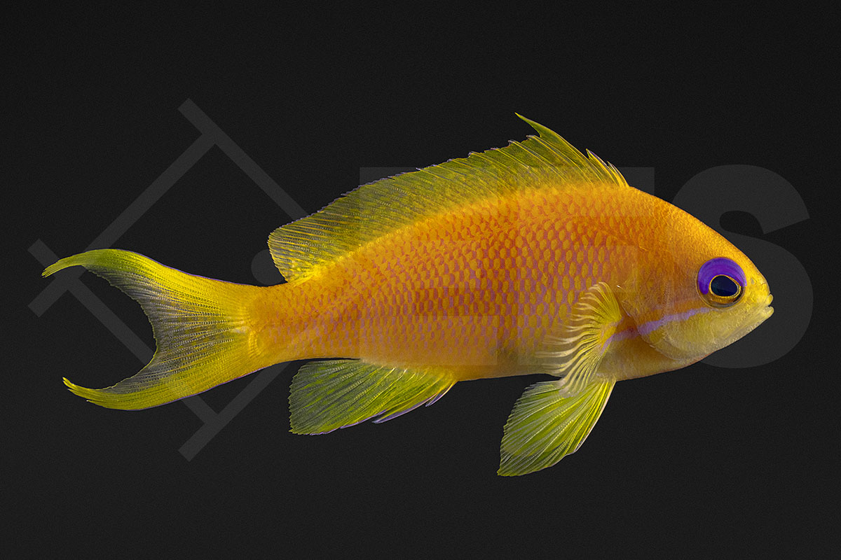 Pseudanthias squamipinnis - Juwelen Fahnenbarsch