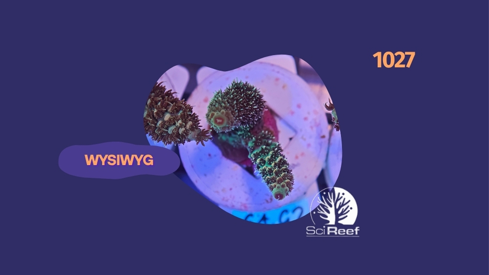 SciReef Acropora millepora TWIN Grade 2 Golden Apricot 0288-1027