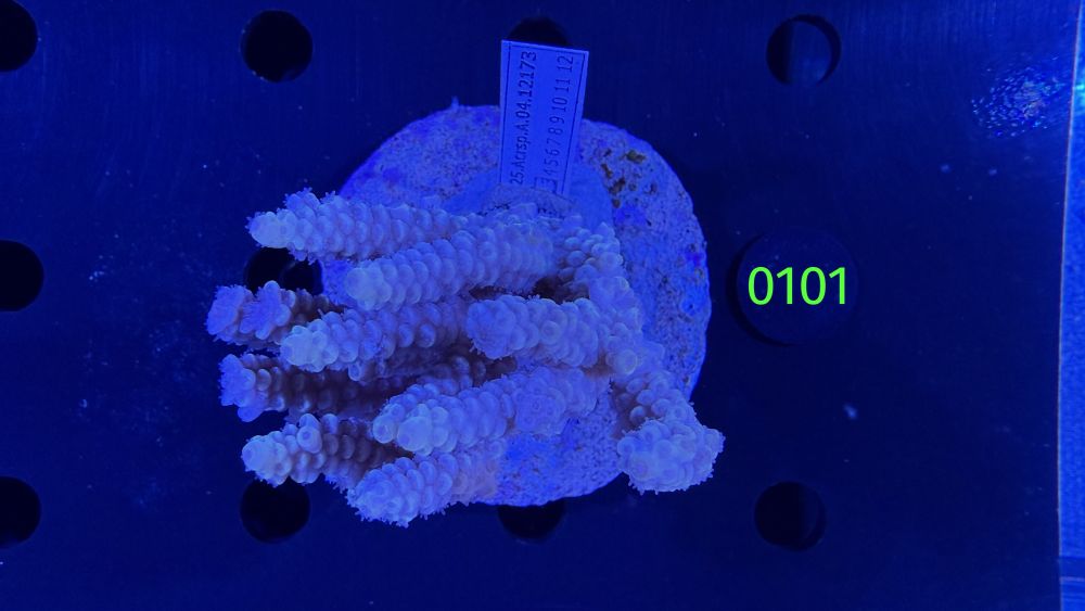 Acropora sp. WYSIWYG 0101