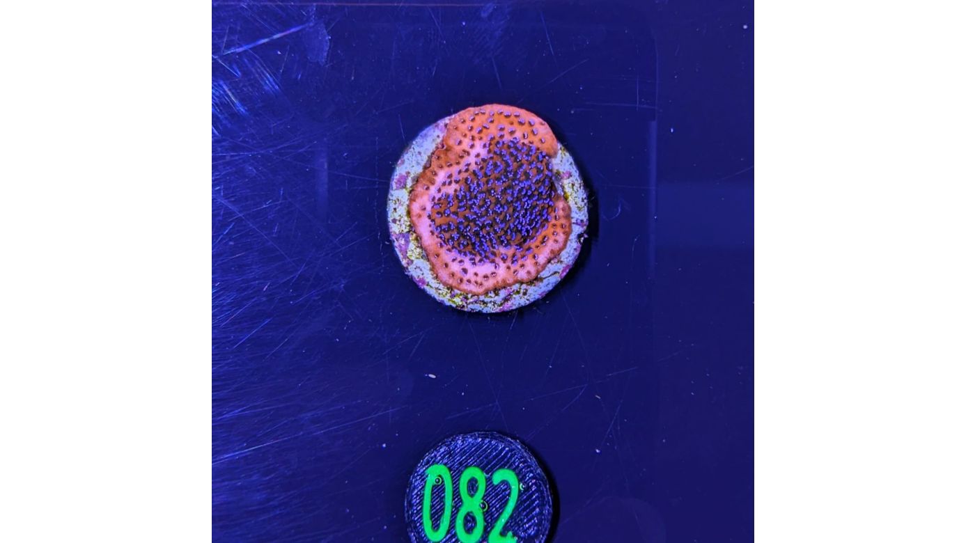 Montipora sp.- Kleinpolypige Steinkoralle Mystic Sunset Deutsche Nachzucht 0082