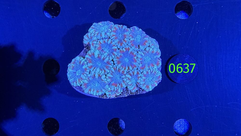 Acanthastrea sp. WYSIWYG 0637