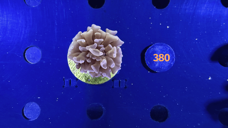 Euphyllia paraancora Steinkoralle 0380