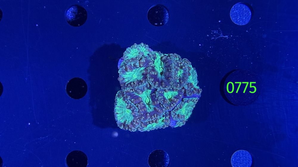 Blastomussa welsi WYSIWYG 0775