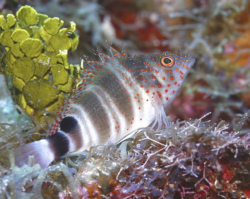 Amblycirrhitus pinos - Karibischer Korallenwächter