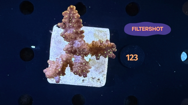 Acropora sp. WYSIWYG 0123
