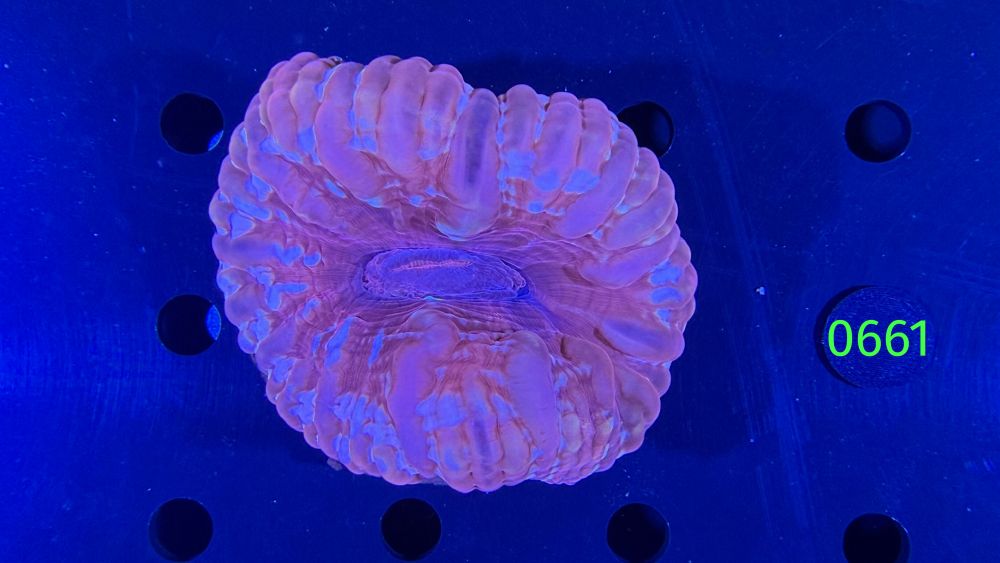 Cynarina lacrymalis WYSIWYG 0661