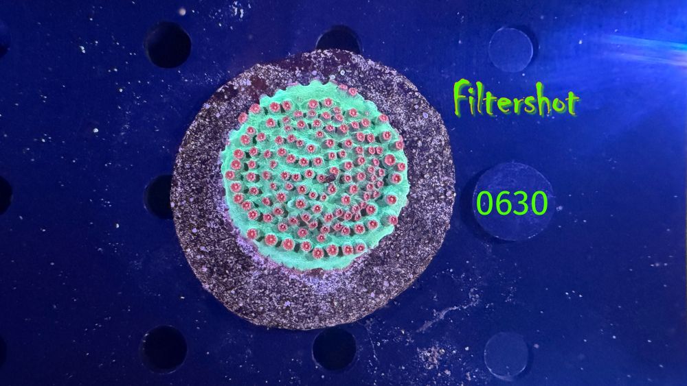 Cyphastrea sp. WYSIWYG 0630