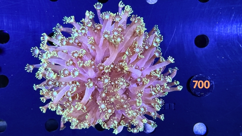 Alveopora sp. WYSIWYG 0700