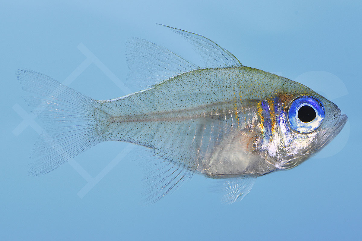 Zoramia leptacantha - Fadenflossen-Kardinalbarsch