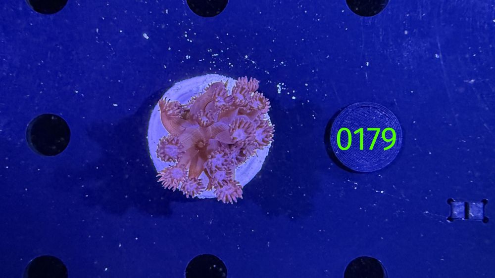 Goniopora sp. - "rot/pink" 0179