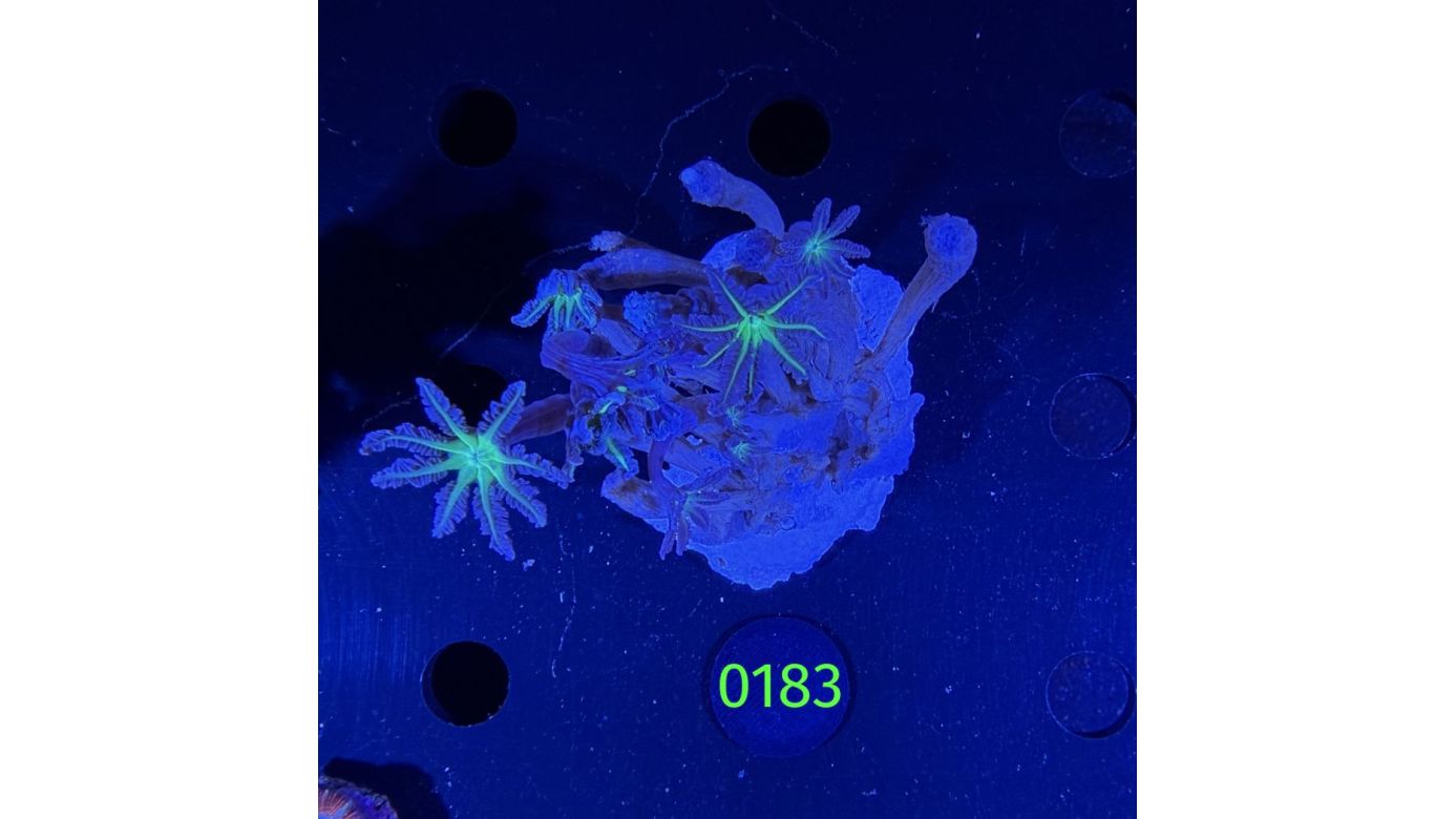 Clavularia sp. - Röhrenkoralle 0183