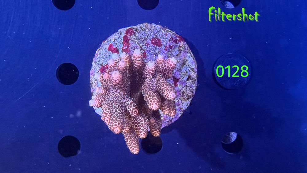 Acropora sp. WYSIWYG 0128