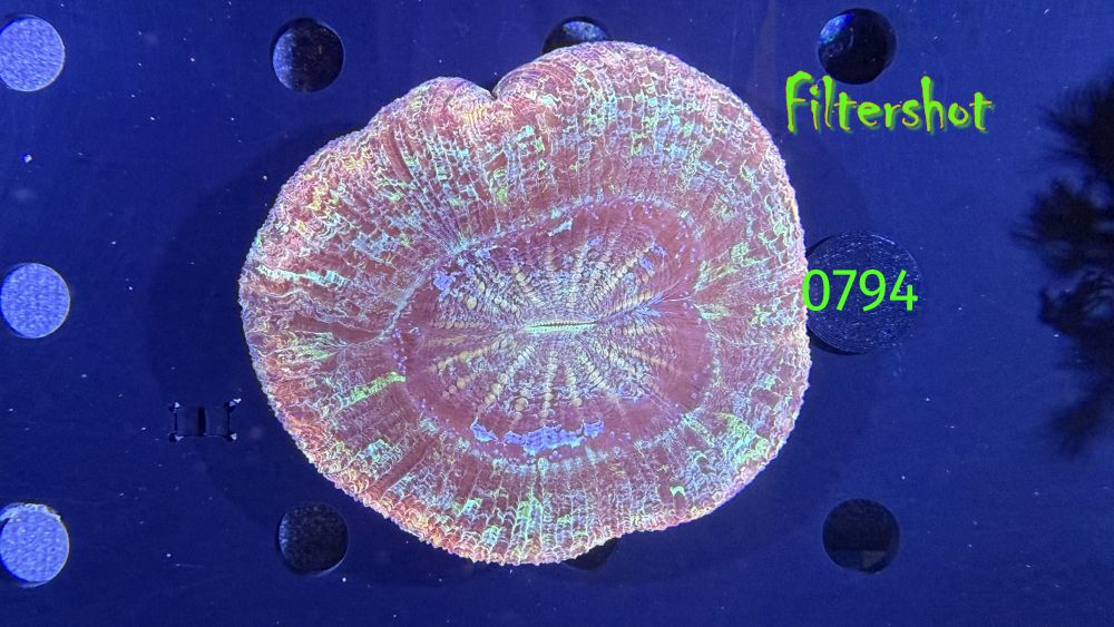 Trachyphyllia geoffroyi WYSIWYG 0794