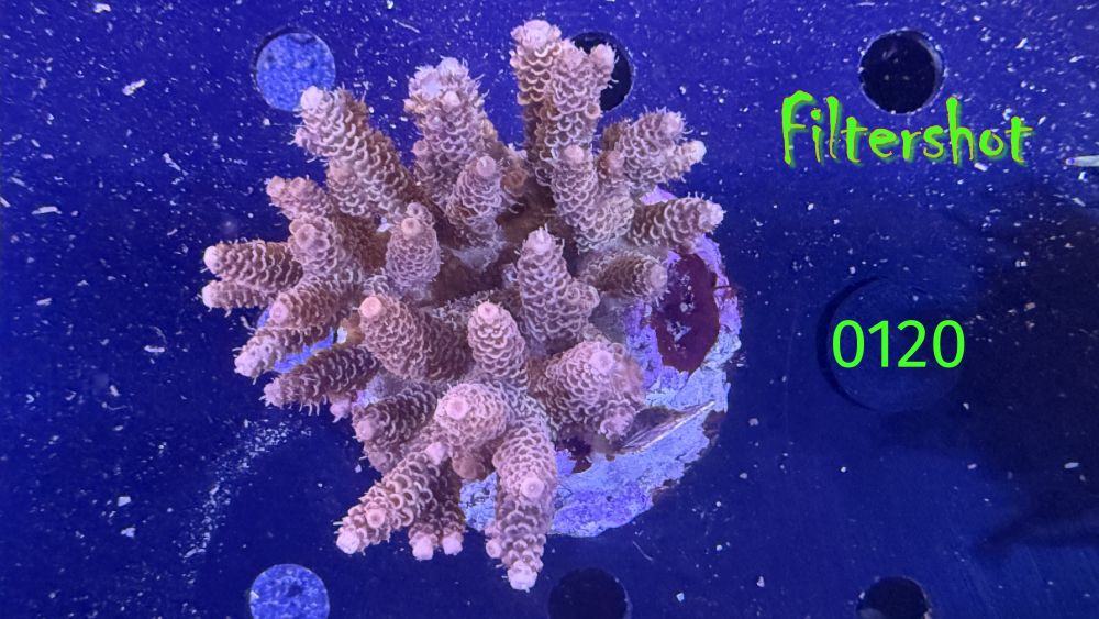Acropora millepora WYSIWYG 0120
