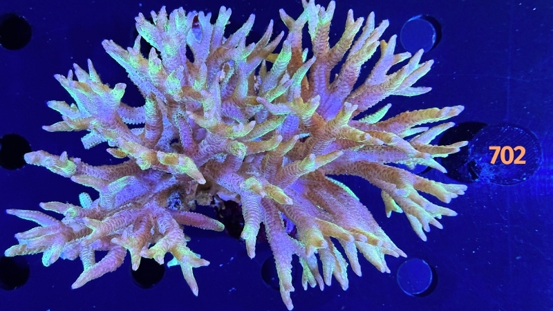 Seriatopora sp. WYSIWYG 0702