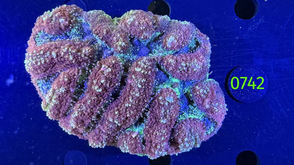 Symphyllia sp. WYSIWYG 0742