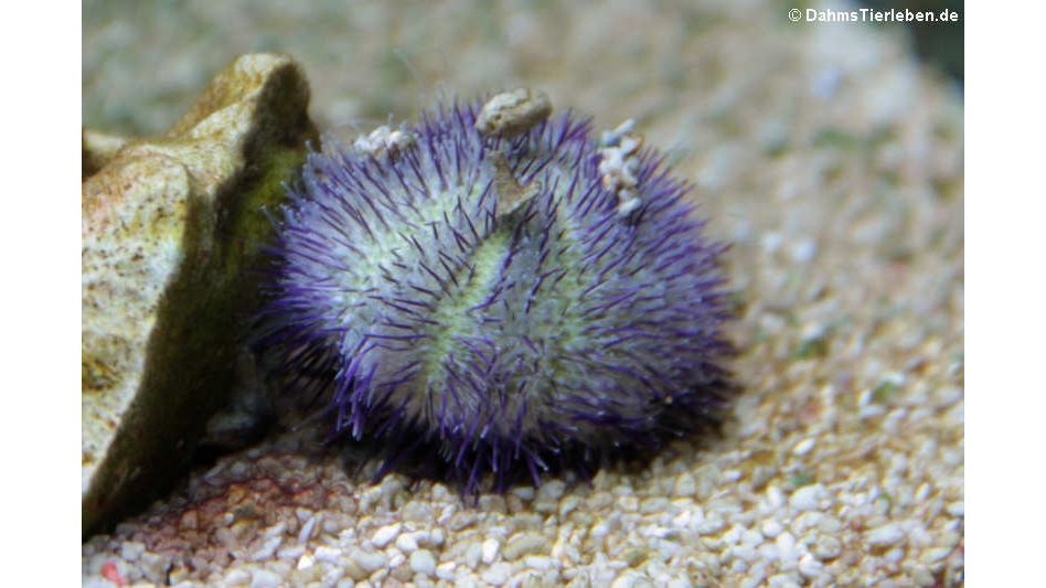 Lytechinus spec. - Seeigel Weiß Lila Nachzucht