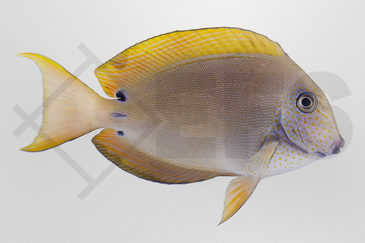 Acanthurus nigrofuscus - Goldtupfen Doktorfisch