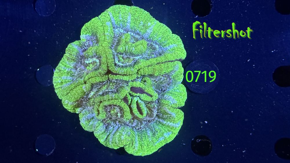 Symphyllia wilsoni WYSIWYG 0719