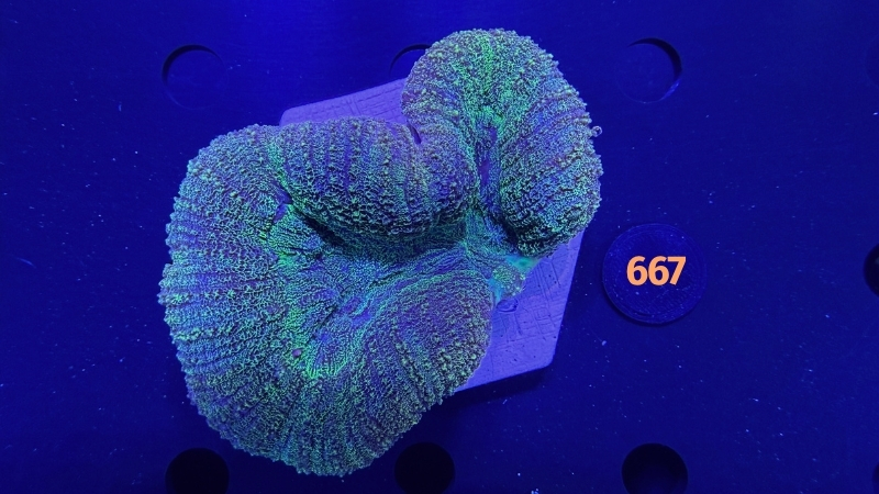 Lobophyllia sp. WYSIWYG 0667