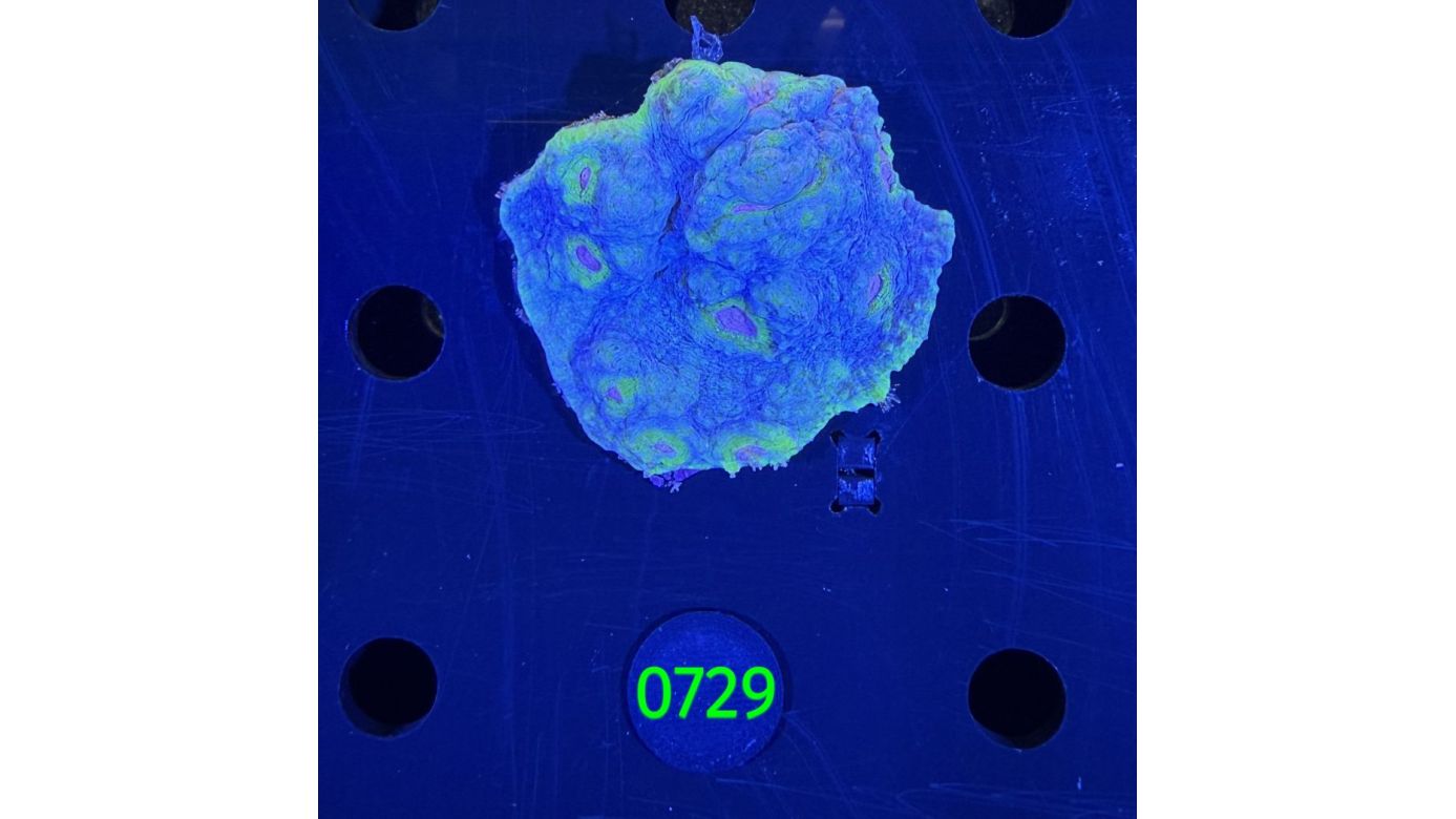 Echinophyllia/Chalice WYSIWYG 0729