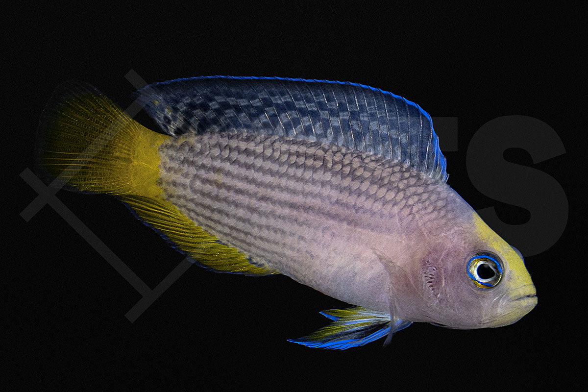 Manonichthys splendens (Pseudochromis) - Pracht Zwergbarsch Nachzucht