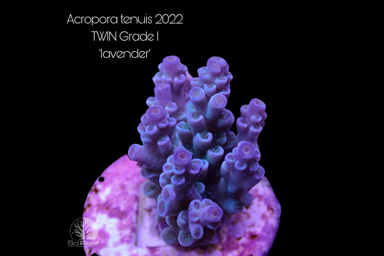 SciReef Acropora tenuis TWIN Grade 1 "lavender" 0292