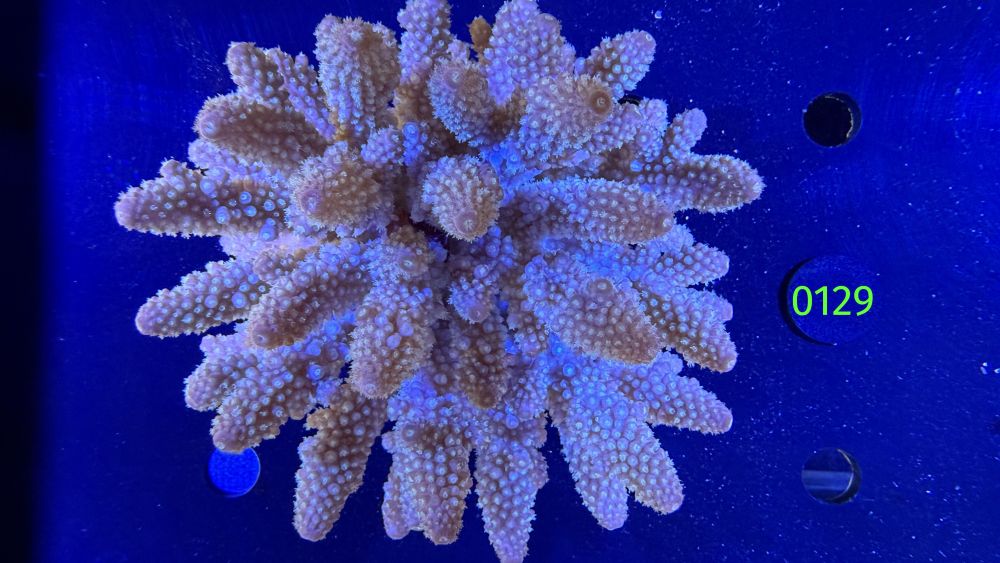Acropora humilis FIJI WYSIWYG 0129