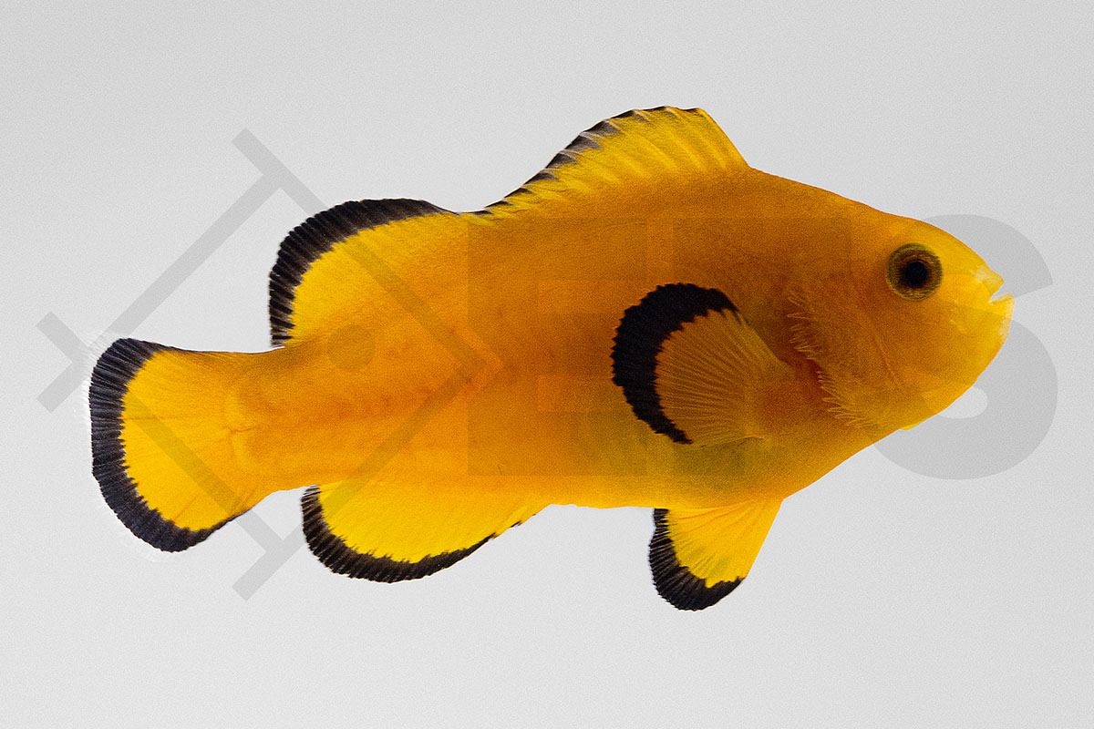 Amphiprion ocellaris - Falscher Clownfisch "Naked" NZ